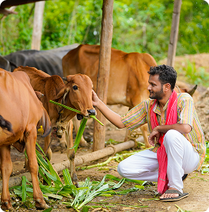 Adopt 1 Cow for 1 Month