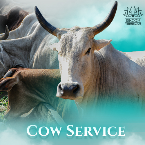 Cow Service